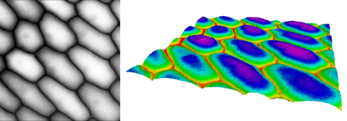 A gray-scale image of onion cells as input.